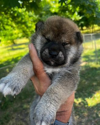 Cuccioli di Shiba Inu iscritti all'Enci