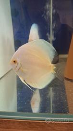 Discus 10/12 cm white butterfly