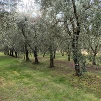 piante olivo ulivo