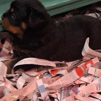 Rottweiler cuccioli disponibili con pedigree