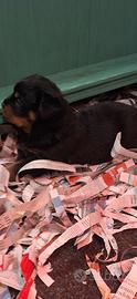 Rottweiler cuccioli disponibili con pedigree