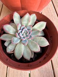 Echeveria pink line 10 cm circa
