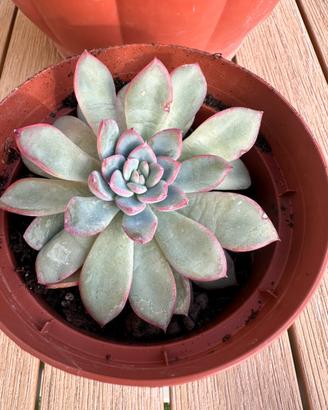 Echeveria pink line 10 cm circa
