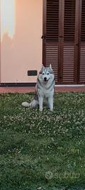 Husky per accoppiamento