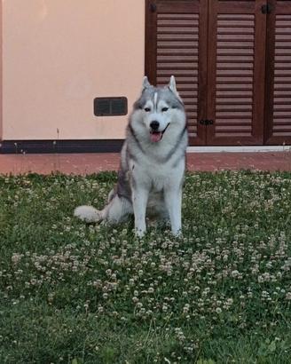 Husky per accoppiamento