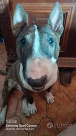 Bull terrier miniature