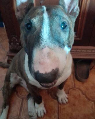 Bull terrier miniature