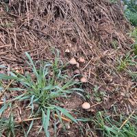 Letame di cavallo per orto biologico