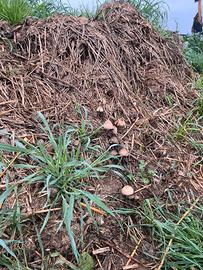 Letame di cavallo per orto biologico