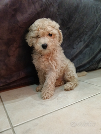 Cucciolo di barboncino toy