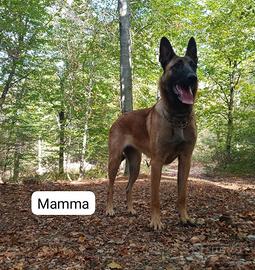 Pastore belga malinois