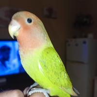 Inseparabili allevati a mano