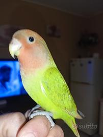 Inseparabili allevati a mano