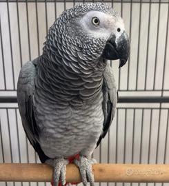 Pappagalli