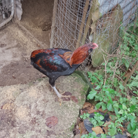 Galli Araucana alta selezione