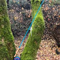 Echo bad ass glass  8” # 8:9