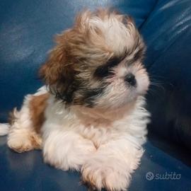 Cuccioli shitzu
