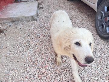 Cane cucciolo Pastore Maremmano