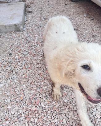 Cane cucciolo Pastore Maremmano