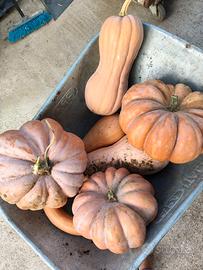 zucche di halloween
