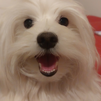 Maltese per accoppiamento