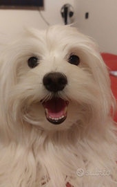 Maltese per accoppiamento