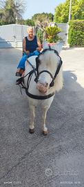 Cavallo