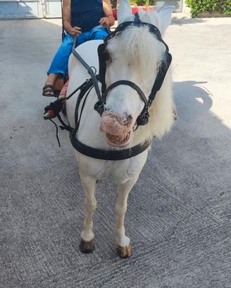 Cavallo