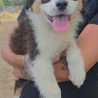 Cuccioli di pastore australiano