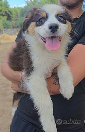Cuccioli di pastore australiano