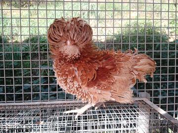 Uova gallina Padovana Nana