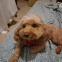 Barboncino Nano per monta