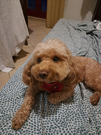 Barboncino Nano per monta