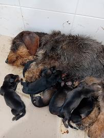 Bassotto a pelo duro con pedigree