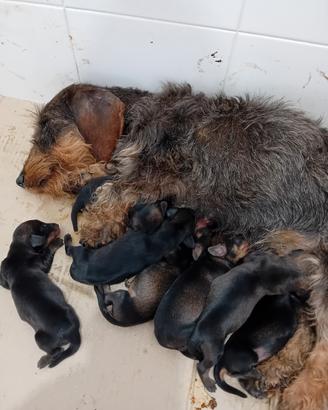 Bassotto a pelo duro con pedigree