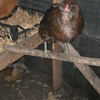 Araucana