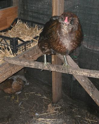 Araucana