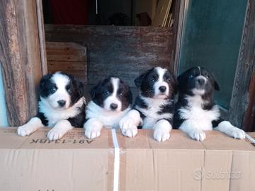 Cuccioli border collie