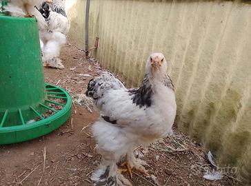 Brahma