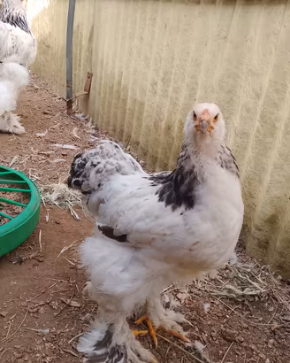 Brahma