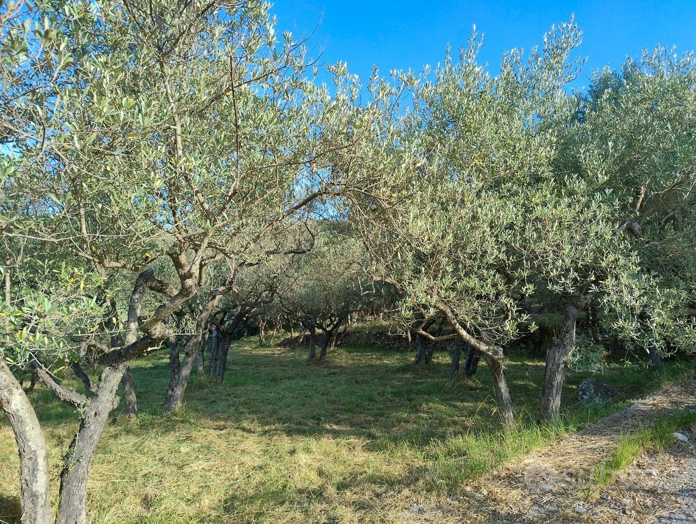 Oliveto San Vito Romano - Vista 3