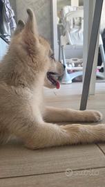 Husky siberiano