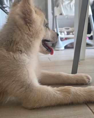 Husky siberiano