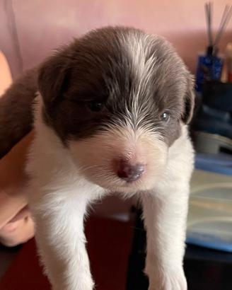 Cuccioli border collie