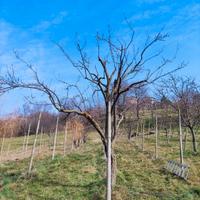 Colonne/pali in cemento per vigne, orto, edilizia