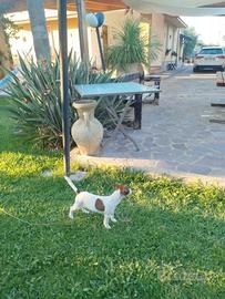 jack Russel Terrier 