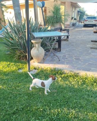 jack Russel Terrier 