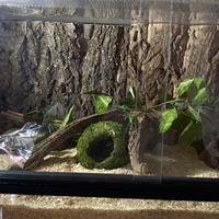 Serpente nasicus con teca