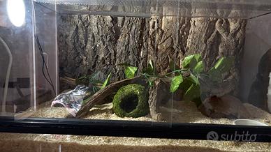 Serpente nasicus con teca