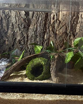 Serpente nasicus con teca
